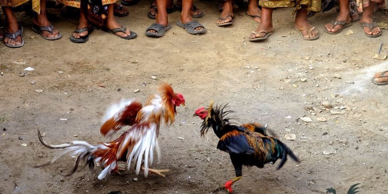 Một số giống gà đòn nổi tiếng Việt Nam 