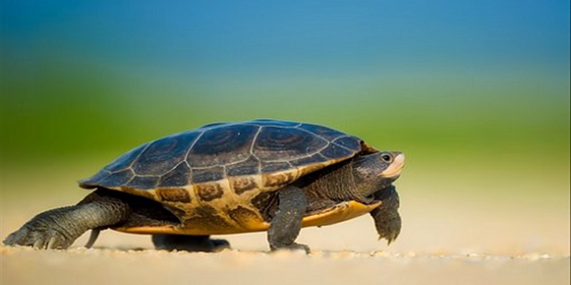 Nằm mơ thấy rùa là hung hay cát?